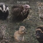 Dyr med G - Se dem der begynder med bogstavet G i listen her Dyr med G