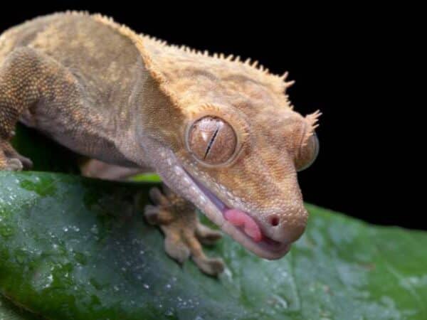 Kronegekko / Crested gecko – (Correlophus ciliatus)