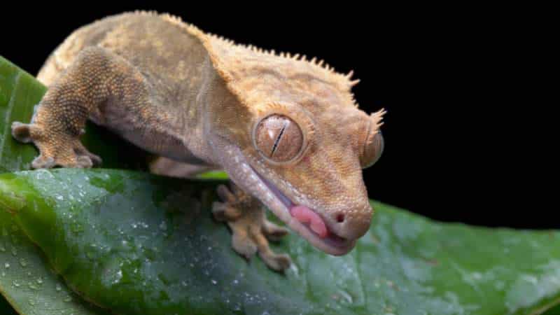 Kronegekko / Crested gecko – (Correlophus ciliatus)