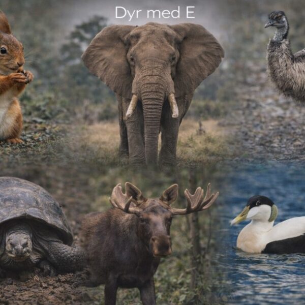Dyr med E