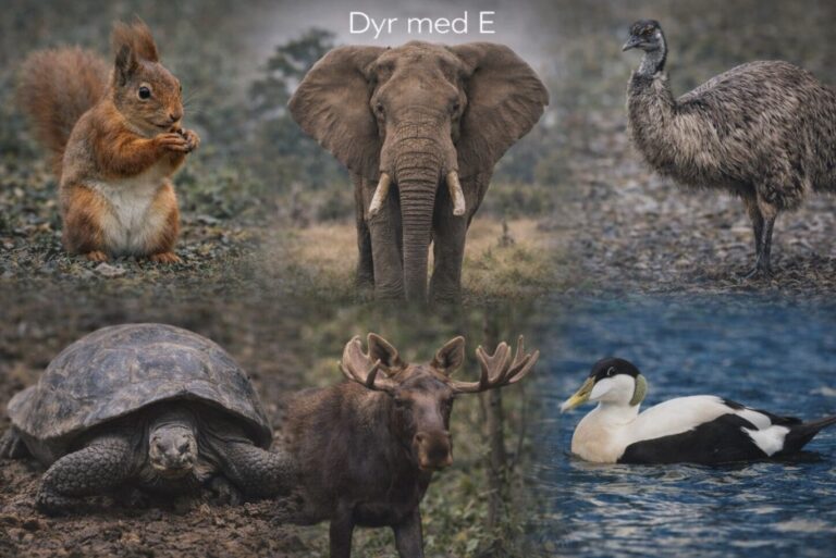 Dyr med E
