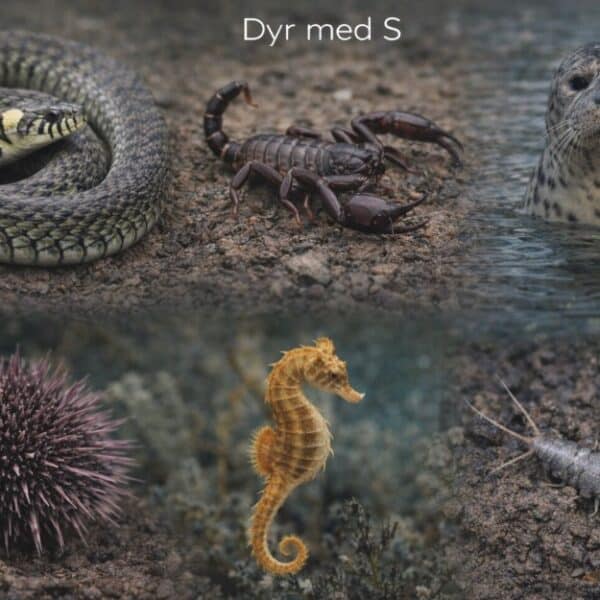Dyr med S