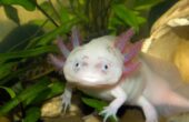 Axolotl – Alt, du behøver at vide fra udseende til levevis