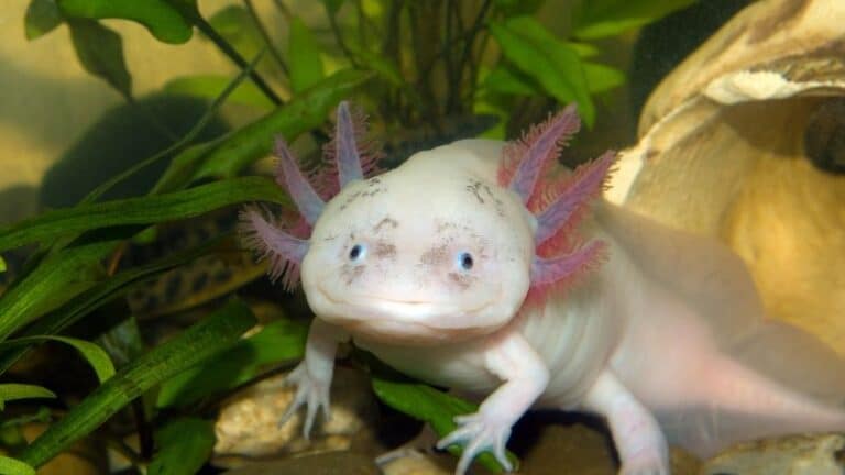 Axolotl - Alt du behøver at vide fra udseende til levevis