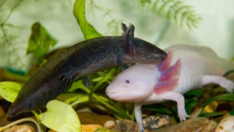 formering Axolotl