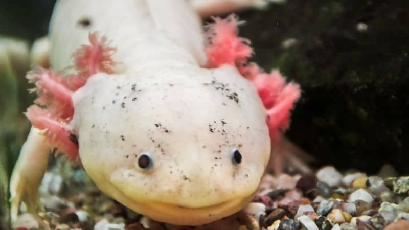 Axolotl udseende