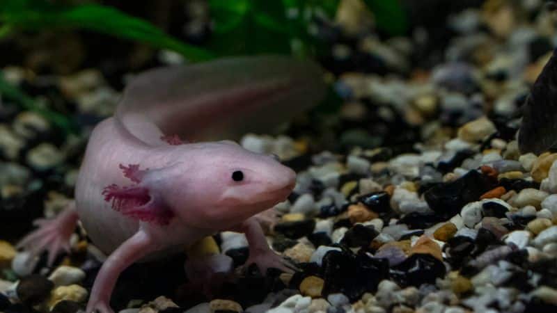 Axolotl bestand