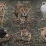 Dyr med J - 8 Interessante Dyr, der starter med Bogstavet J Dyr med j