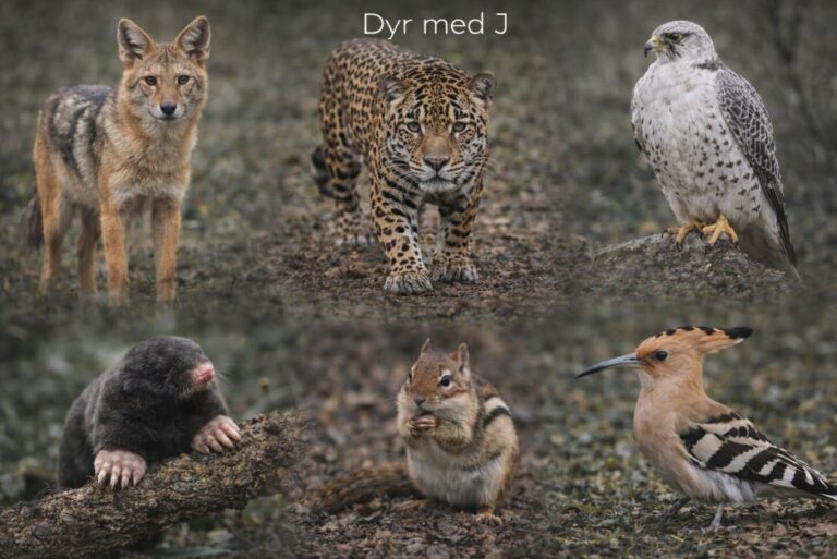 Dyr med j