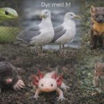 Dyr med M - 11 farverige og farlige dyr der starter med M Dyr med M