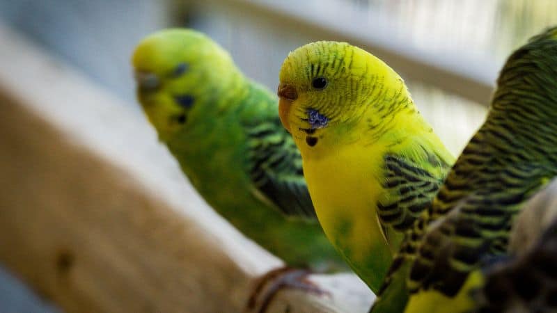 Dyrehandel med fugle - undulater