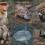 Dyr med N - 8 fortryllende arter der starter med bogstavet N dyr der starter med N