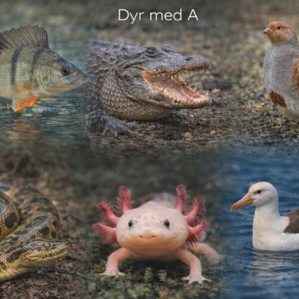 Dyr med A