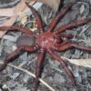 Ny ‘kæmpe’ edderkop opdaget i Australien