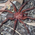 ny kæmpe edderkop opdaget i australien
