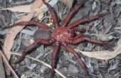 Ny ‘kæmpe’ edderkop opdaget i Australien