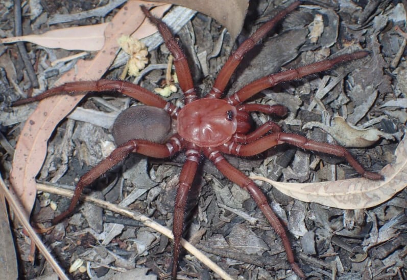 ny kæmpe edderkop opdaget i australien