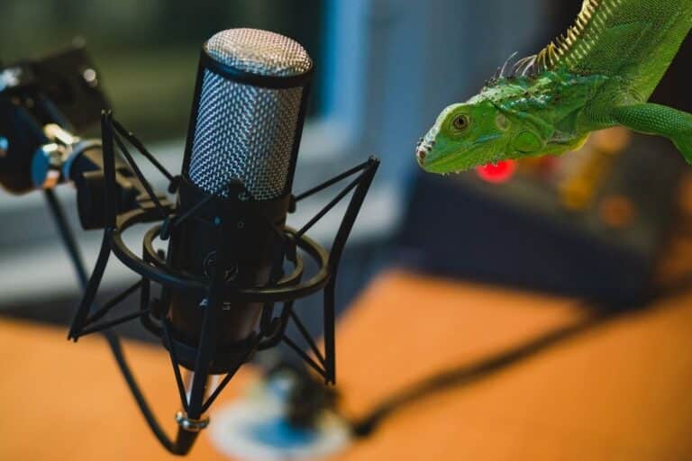 podcast kaerlighed til kaeledyr omkring krybdyr