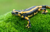 Ildsalamander (Salamandra salamandra)