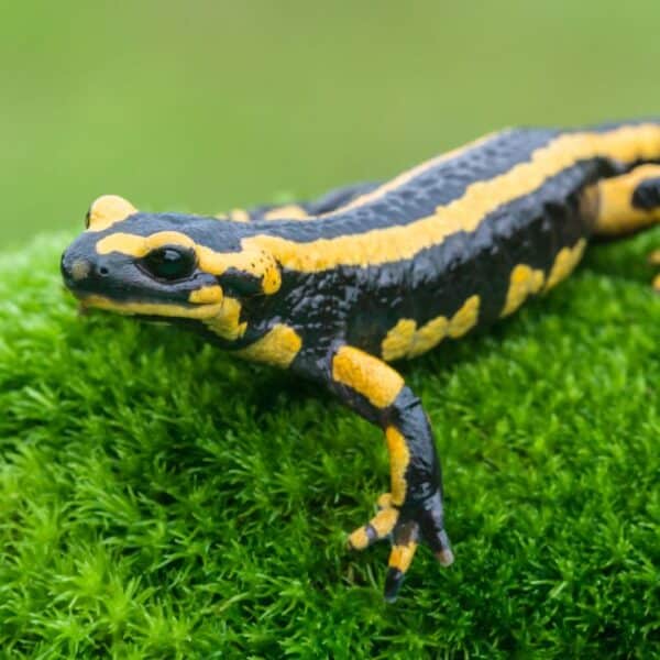 Ildsalamanderen (Salamandra salamandra)