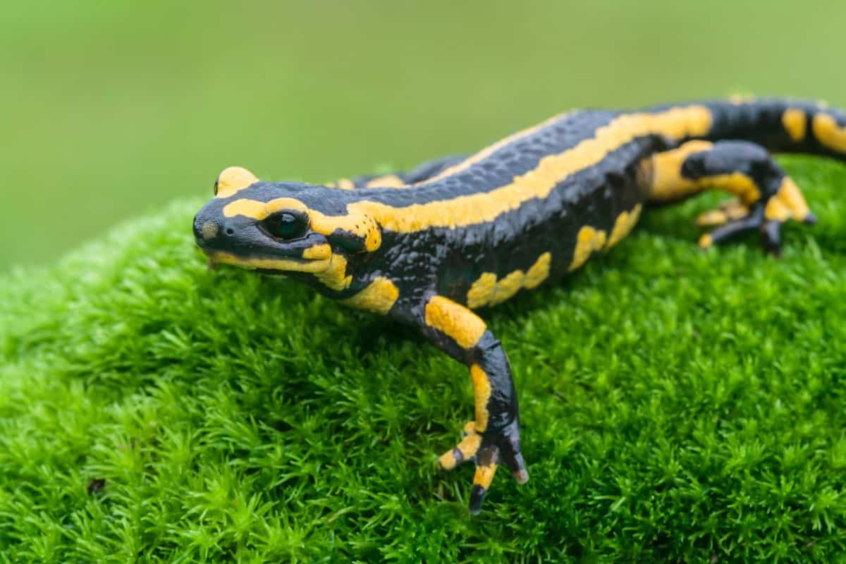 Ildsalamanderen (Salamandra salamandra)