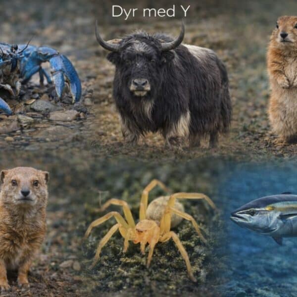 Dyr der starter med Y