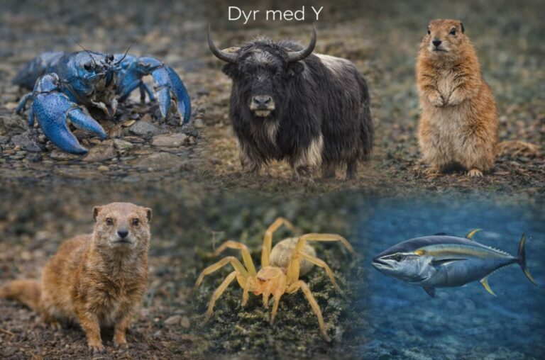 Dyr der starter med Y