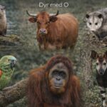 Dyr med O - 9 spændende dyr der starter på bogstavet O dyr der starter med O