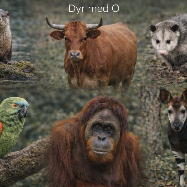 dyr der starter med O