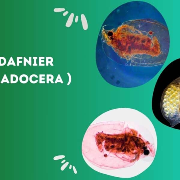 Dafnier - Cladocera