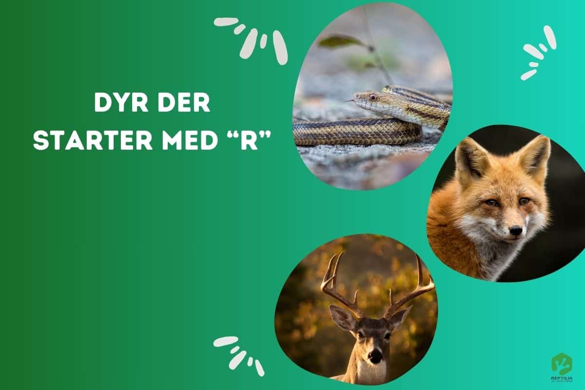 Dyr Med R: 7 Fantastiske Dyr Der Starter Med "R" - Reptilia.dk