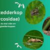 Jagtedderkop (Lycosidae): Alt du skal vide om Jagtedderkoppen