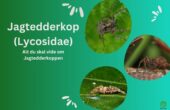 Jagtedderkop (Lycosidae): Alt du skal vide om Jagtedderkoppen