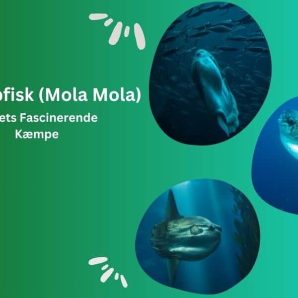 Klumpfisk (Mola Mola)