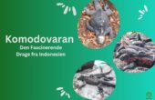 Komodovaran: Den Fascinerende Drage fra Indonesien