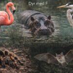Dyr med F: 9 Forunderlige Dyr Der Starter Med "F" dyr der starter med F