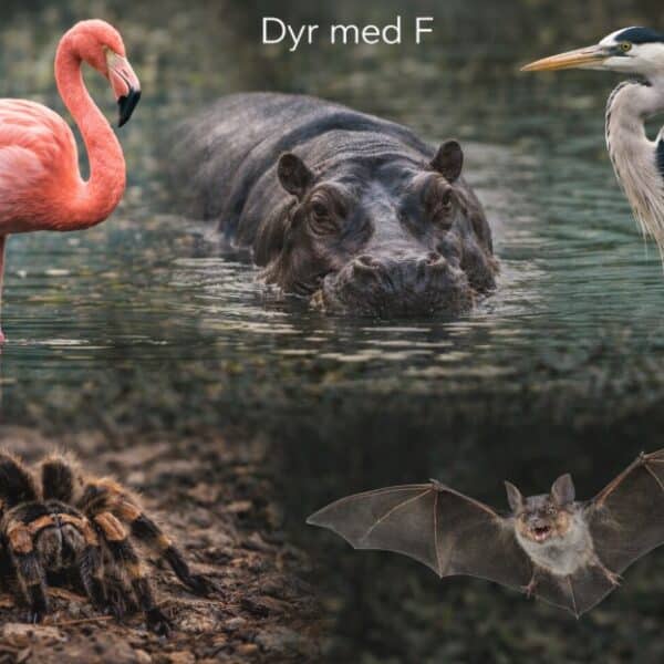 dyr der starter med F