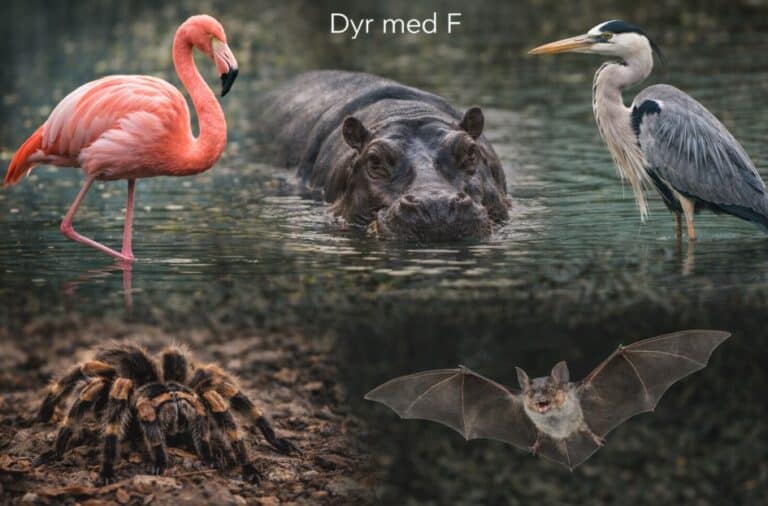 dyr der starter med F