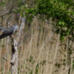 Gøgen: Alt Du Skal Vide om Cuculus canorus Video Thumbnail: Gøg - sådan synger Danmarks fugle