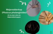 Mejeredderkop (Pholcus phalangioides)
