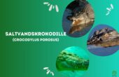 Deltakrokodille “Saltvandskrokodille” (Crocodylus porosus)