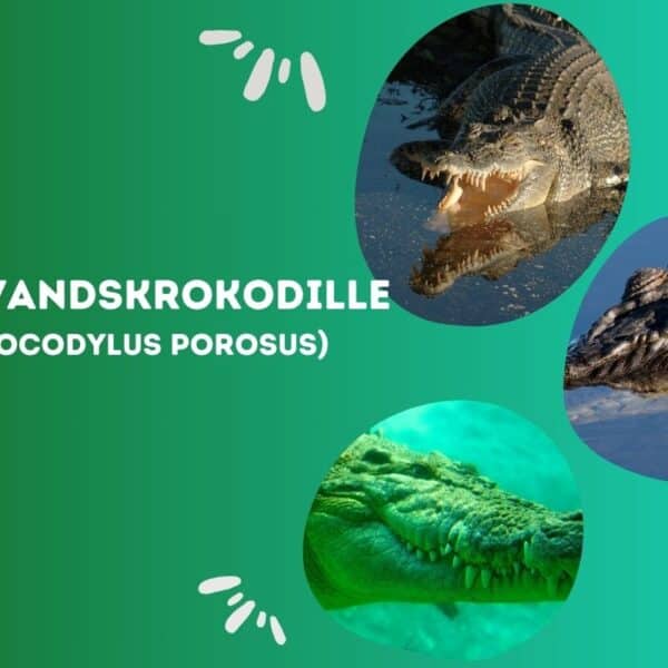 Deltakrokodille Saltvandskrokodille (Crocodylus porosus)