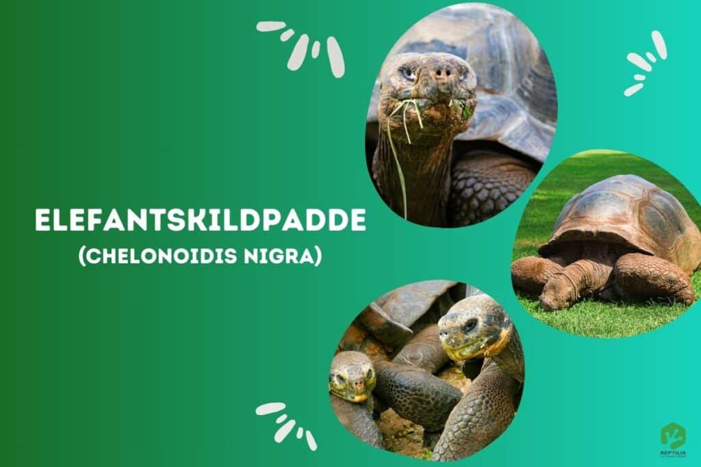 Elefantskildpadde (Chelonoidis nigra) - Reptilia.dk