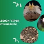 Gaboon viper (Bitis gabonica)