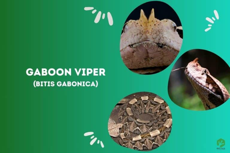 Gaboon viper (Bitis gabonica)