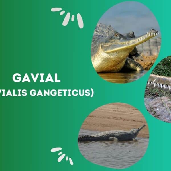 Gavial (Gavialis gangeticus)