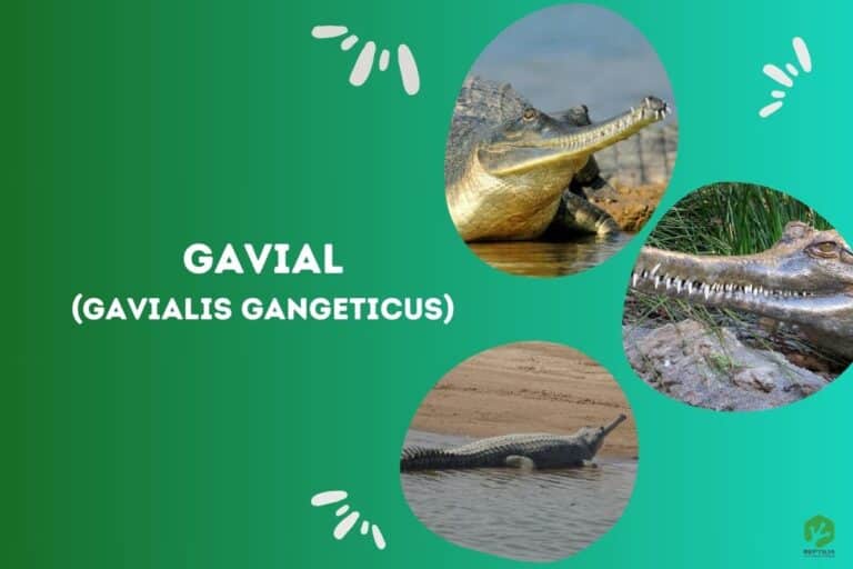 Gavial (Gavialis gangeticus)
