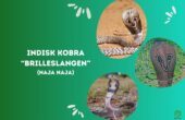 Indisk kobra “Brilleslange” (Naja Naja)