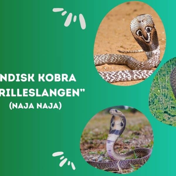 Indisk Kobra - Brilleslange - Naja Naja