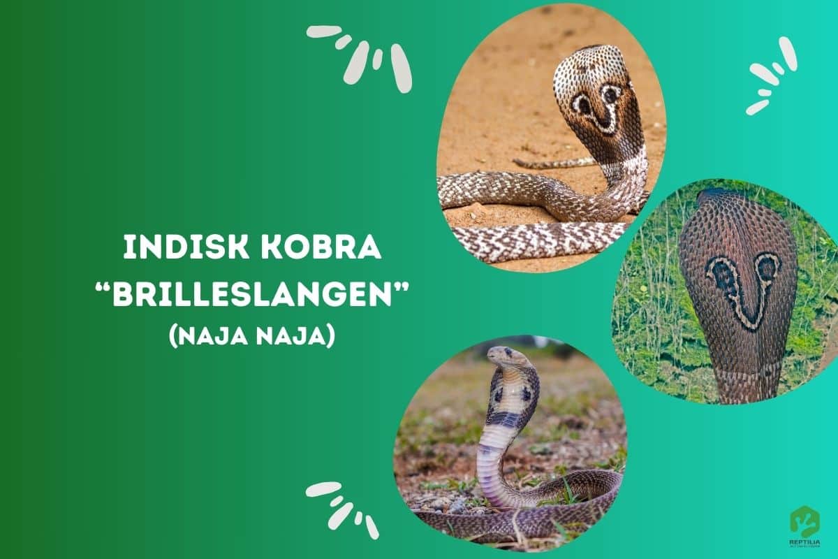 Indisk Kobra - Brilleslange - Naja Naja